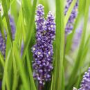 Bodendecker - Lilientraube - Liriope muscari Big Blue - 9cm Topf - Set mit 20 Pflanzen
