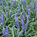 Bodendecker - Lilientraube - Liriope muscari Big Blue - 9cm Topf - Set mit 20 Pflanzen