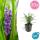 Bodendecker - Lilientraube - Liriope muscari Big Blue - 9cm Topf - Set mit 20 Pflanzen