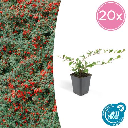Bodendecker - Cotoneaster dammeri - Teppich-Zwergmispel - 9cm Topf - Set mit 20 Pflanzen