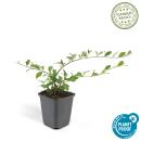 Bodendecker - Cotoneaster dammeri - Teppich-Zwergmispel - 9cm Topf - Set mit 20 Pflanzen