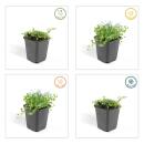 Bodendecker - Blauer Bubikopf - Isotoma fluviatilis - 9cm Topf - Set mit 48 Pflanzen