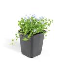 Bodendecker - Blauer Bubikopf - Isotoma fluviatilis - 9cm Topf - Set mit 48 Pflanzen
