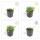 Bodendecker - Blauer Bubikopf - Isotoma fluviatilis - 9cm Topf - Set mit 48 Pflanzen