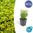 Bodendecker - Kriechspindel - Euonymus fortunei Emerald Gold - 9cm Topf - Set mit 40 Pflanzen