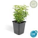 Bodendecker - Kriechspindel - Euonymus fortunei Emerald Gold - 9cm Topf - Set mit 40 Pflanzen