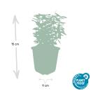 Bodendecker - Kriechspindel - Euonymus fortunei Emerald Gold - 9cm Topf - Set mit 40 Pflanzen