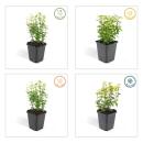 Bodendecker - Kriechspindel - Euonymus fortunei Emerald Gold - 9cm Topf - Set mit 40 Pflanzen