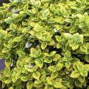 Bodendecker - Kriechspindel - Euonymus fortunei Emerald Gold - 9cm Topf - Set mit 40 Pflanzen