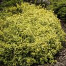 Bodendecker - Kriechspindel - Euonymus fortunei Emerald Gold - 9cm Topf - Set mit 40 Pflanzen