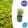 Bodendecker - Kriechspindel - Euonymus fortunei Emerald Gold - 9cm Topf - Set mit 40 Pflanzen