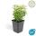 Bodendecker - Kriechspindel - Euonymus fortunei Emerald Gold - 9cm Topf - Set mit 40 Pflanzen