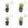 Bodendecker - Kriechspindel - Euonymus fortunei Emerald Gold - 9cm Topf - Set mit 40 Pflanzen