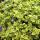 Bodendecker - Kriechspindel - Euonymus fortunei Emerald Gold - 9cm Topf - Set mit 40 Pflanzen