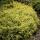 Bodendecker - Kriechspindel - Euonymus fortunei Emerald Gold - 9cm Topf - Set mit 40 Pflanzen