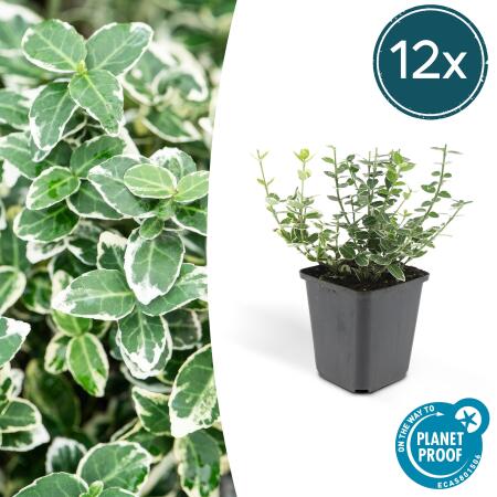 Bodendecker - Kriechspindel - Euonymus fortunei Emerald Gaiety - 9cm Topf - Set mit 12 Pflanzen