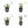 Bodendecker - Kriechspindel - Euonymus fortunei Emerald Gaiety - 9cm Topf - Set mit 12 Pflanzen