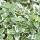 Bodendecker - Kriechspindel - Euonymus fortunei Emerald Gaiety - 9cm Topf - Set mit 12 Pflanzen