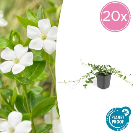 Ground cover - Small periwinkle - Vinca minor Alba - white flowering - 9cm pot - set of 20 plants