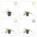 Ground cover - Small periwinkle - Vinca minor Alba - white flowering - 9cm pot - set of 20 plants