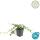 Ground cover - Small periwinkle - Vinca minor Alba - white flowering - 9cm pot - set of 20 plants
