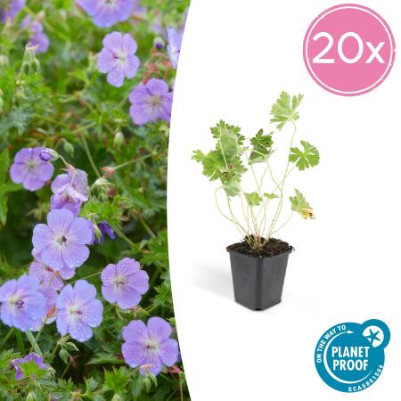 Ground cover - Cranesbill - Geranium Rozanne - 9cm pot - Set of 20 plants