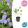 Ground cover - Cranesbill - Geranium Rozanne - 9cm pot - Set of 20 plants