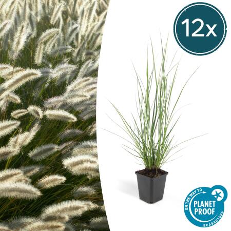 Lampenputzer-Gras - Pennisetum alopecuroides Hameln - 9cm Topf - Set mit 12 Pflanzen