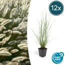 Lampenputzer-Gras - Pennisetum alopecuroides Hameln - 9cm...