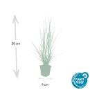Lampenputzer-Gras - Pennisetum alopecuroides Hameln - 9cm Topf - Set mit 12 Pflanzen