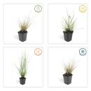 Lampenputzer-Gras - Pennisetum alopecuroides Hameln - 9cm Topf - Set mit 12 Pflanzen