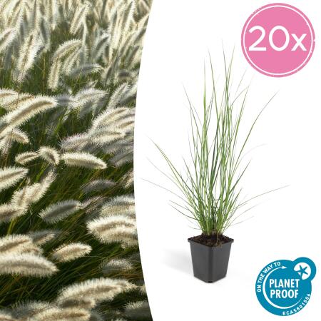 Lampenputzer-Gras - Pennisetum alopecuroides Hameln - 9cm Topf - Set mit 20 Pflanzen
