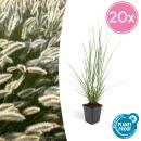 Lampenputzer-Gras - Pennisetum alopecuroides Hameln - 9cm Topf - Set mit 20 Pflanzen