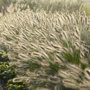 Lampenputzer-Gras - Pennisetum alopecuroides Hameln - 9cm Topf - Set mit 20 Pflanzen