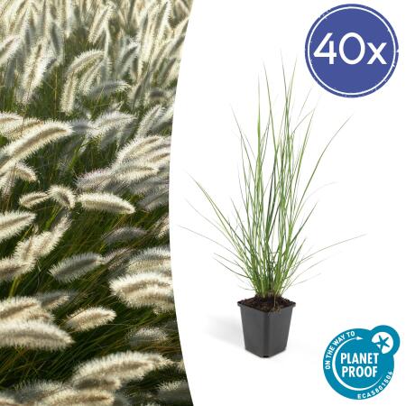 Lampenputzer-Gras - Pennisetum alopecuroides Hameln - 9cm Topf - Set mit 40 Pflanzen