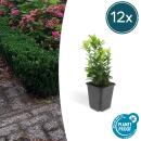 Bodendecker - Kriechspindel - Euonymus japonicus Green Spire - 9cm Topf - Set mit 12 Pflanzen
