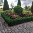 Bodendecker - Kriechspindel - Euonymus japonicus Green Spire - 9cm Topf - Set mit 12 Pflanzen