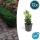 Bodendecker - Kriechspindel - Euonymus japonicus Green Spire - 9cm Topf - Set mit 12 Pflanzen