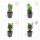 Bodendecker - Kriechspindel - Euonymus japonicus Green Spire - 9cm Topf - Set mit 12 Pflanzen