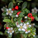 Couvre-sol - Cotoneaster dammeri - Cotoneaster nain - Pot 9cm