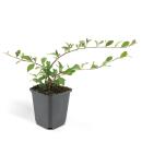 Bodendecker - Cotoneaster dammeri - Teppich-Zwergmispel - 9cm Topf