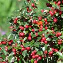 Couvre-sol - Cotoneaster dammeri - Cotoneaster nain - Pot 9cm