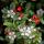 Couvre-sol - Cotoneaster dammeri - Cotoneaster nain - Pot 9cm