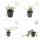 Couvre-sol - Cotoneaster dammeri - Cotoneaster nain - Pot 9cm