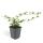 Bodendecker - Cotoneaster dammeri - Teppich-Zwergmispel - 9cm Topf