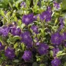 Couvre-sol - Petite pervenche - Vinca minor Atropurpurea - Pot 9cm