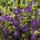 Couvre-sol - Petite pervenche - Vinca minor Atropurpurea - Pot 9cm
