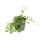 Couvre-sol - Petite pervenche - Vinca minor - Pot 9cm