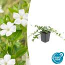 Couvre-sol - Petite pervenche - Vinca minor Alba - fleurs...