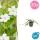 Ground cover - Small periwinkle - Vinca minor Alba - white flowering - 9cm pot